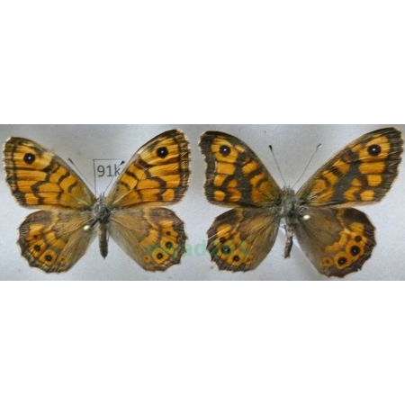 Lasiommata megera (Linnaeus, 1767) pair Osadnik megera ex. ovo Slovakia91k